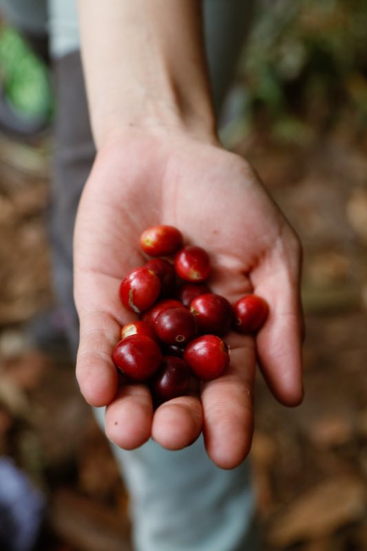 Coffee cherries from the farm